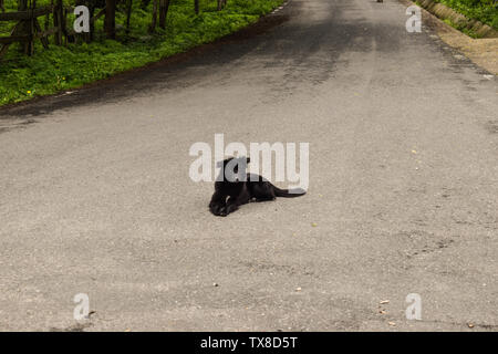 Schwarzer Hund auf der asphaltierten Straße warten auf ein Auto, um ihn zu töten. Selbstmörderische Hund. Stockfoto