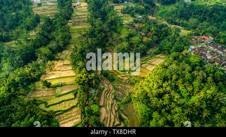 Schöne Reisterrassen auf der Insel Bali. Stockfoto