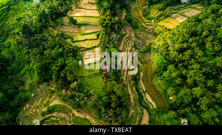 Erstaunliche Landschaft über Reisterrassen. Stockfoto