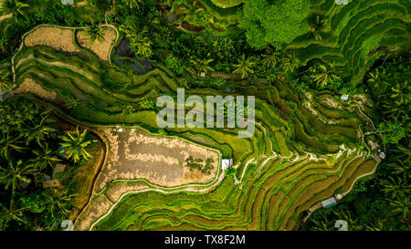 Erstaunliche Landschaft über Reisterrassen. Stockfoto