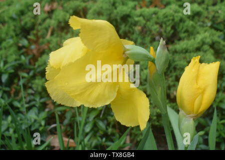 Große gelbe Iris blüht mit Wassertropfen auf einen dunkelgrünen Hintergrund-02 Stockfoto