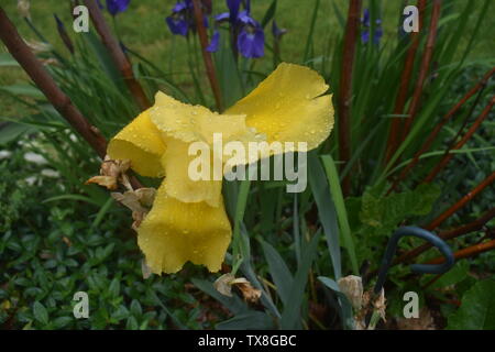 Große gelbe Iris blüht mit Wassertropfen auf einen dunkelgrünen Hintergrund-03 Stockfoto