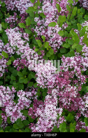 Syringa "Rote Pixie". Zwerg-Flieder blüht im Frühling Stockfoto