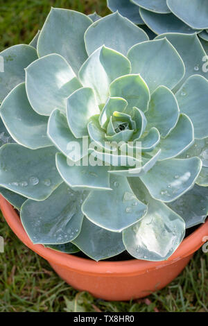 Echeveria in einem Blumentopf Stockfoto