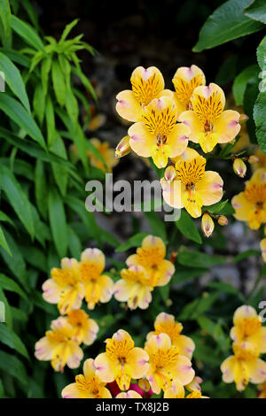 Peruanische Lily (Alstroemeria 'Flaming Star' / alstroemeriaceae) wachsen in einem Oxfordshire, UK, Garten. Stockfoto