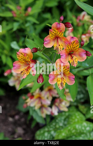 Peruanische Lily (Alstroemeria 'Flaming Star' / alstroemeriaceae) wachsen in einem Oxfordshire, UK, Garten. Stockfoto