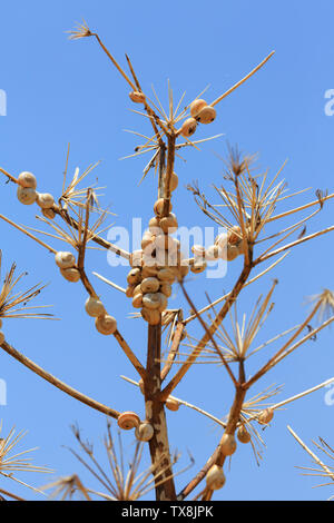 White Garden Schnecke, theba Pisana, auch bekannt als die Mediterranen Küsten Schnecke, die Weißen italienischen Schnecke oder der Sand Hill Schnecke, zu einem Fenchel befestigt Stockfoto