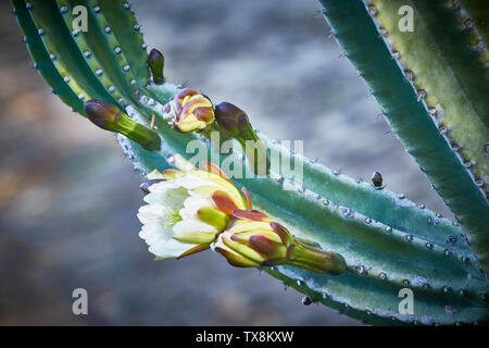 Blühende Kakteen im Botanischen Garten von Madeira, Funchal, Madeira, Portugal Stockfoto