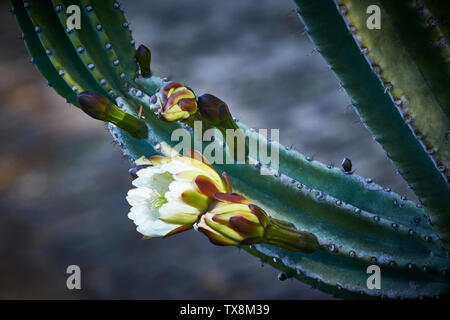 Blühende Kakteen im Botanischen Garten von Madeira, Funchal, Madeira, Portugal Stockfoto