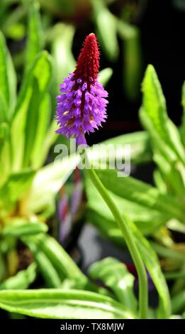 Eine einzelne Blüte der Durchstechflasche ist Primrose. Stockfoto