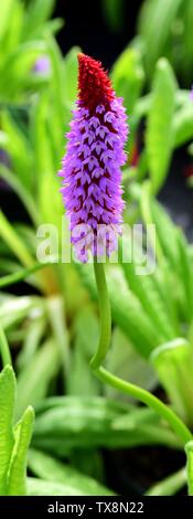 Eine einzelne Blüte der Durchstechflasche ist Primrose. Stockfoto