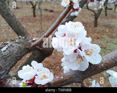 Frühling Regen kommen, Aprikosen Blumen blühen natürlich Stockfoto