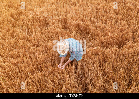 Luftaufnahme von Landwirt in reifem Weizen Feld. Erwachsene männliche Agrarwissenschaftler untersuchen Plantage bereit für die Ernte von drone Punkt vi. Stockfoto