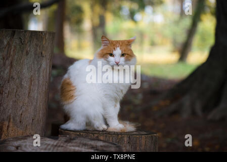 Weiße Katze mit roten Flecken sitzt auf einem Baumstumpf in einem Herbst Park Stockfoto