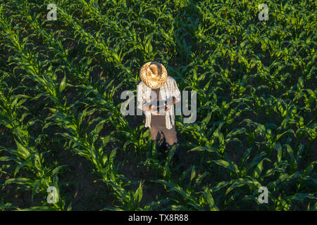 Mais Bauer mit drone Remote Controller in das Feld ein. Mit modernen innovativen Technologien in der Landwirtschaft und Fischzucht. Stockfoto