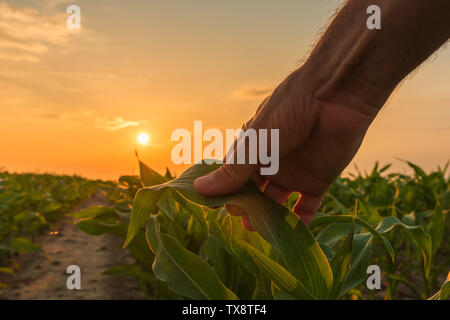 Bauer ist die Prüfung der Maisernte Pflanzen in den Sonnenuntergang. Nahaufnahme der Hand berühren Mais Blatt in das Feld ein. Stockfoto