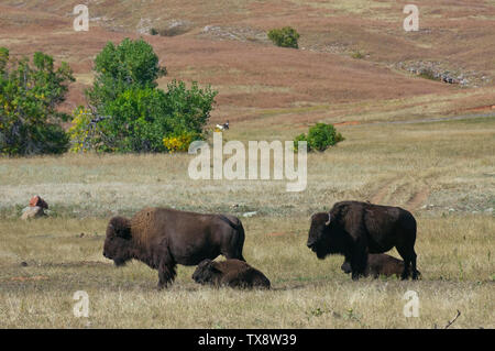 Amerikanische Bisons mit Waden (Bison bison) im Custer State Park, Black Hills, South Dakota, USA Stockfoto