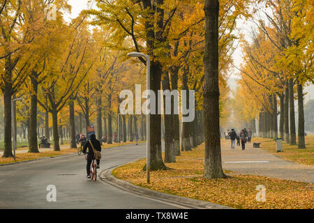 Ginkgo Allee, Chengdu Universität elektronische Wissenschaft und Technologie Stockfoto