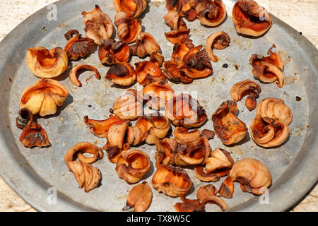 Garcinia Gummi - gutta ist eine tropische Arten von Garcinia native zu Indonesien. Gemeinsamen Namen gehören Garcinia cambogia (ein ehemaliger wissenschaftlicher Name), sowie Stockfoto