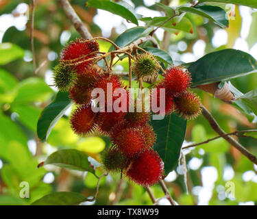 Ein Haufen Rambutan Obst in Branch.The Rambutan ist ein mittelgroßer tropischer Baum in der Familie Sapindaceen. Der Name bezieht sich auch auf das essbare Fruchtp Stockfoto