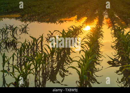 Überflutet junge maisfeld Plantage mit beschädigten Kulturen im Sonnenuntergang nach schweren Regenzeit, dass der Ertrag von Kulturpflanzen auswirken wird Stockfoto