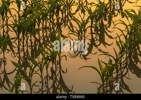 Überflutet junge maisfeld Plantage mit beschädigten Kulturen im Sonnenuntergang nach schweren Regenzeit, dass der Ertrag von Kulturpflanzen auswirken wird Stockfoto