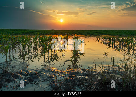 Überflutet junge maisfeld Plantage mit beschädigten Kulturen im Sonnenuntergang nach schweren Regenzeit, dass der Ertrag von Kulturpflanzen auswirken wird Stockfoto