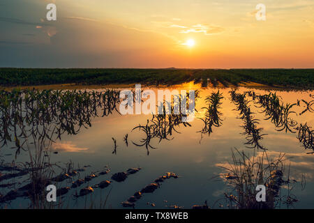 Überflutet junge maisfeld Plantage mit beschädigten Kulturen im Sonnenuntergang nach schweren Regenzeit, dass der Ertrag von Kulturpflanzen auswirken wird Stockfoto