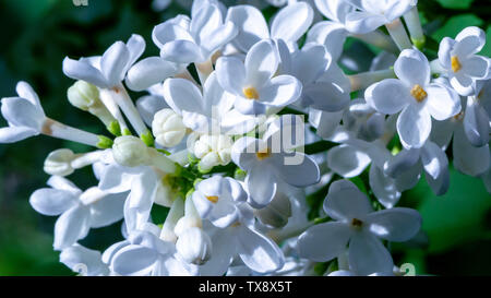 Weiß lila Blumen closeup auf dunkelgrünem Hintergrund Stockfoto