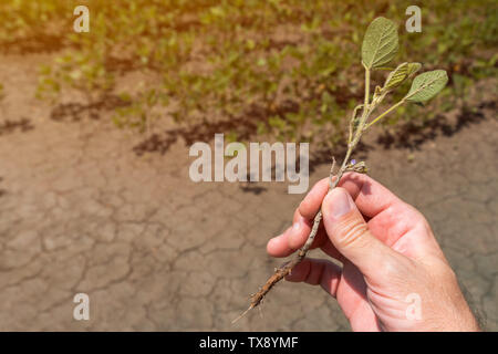 Soja Sämling Prüfung für Krankheitserreger und Krankheiten, agronom Holding kleine Pflanze in der Hand Stockfoto