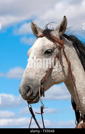 Portrait von Appaloosa Pferd (Equus caballus), South Dakota, USA Stockfoto