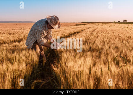 Agronom Landwirt Inspektion reifen Ähren auf dem Feld im warmen Sommer Sonnenuntergang. Landarbeiter Analyse Entwicklung von Getreide. Stockfoto