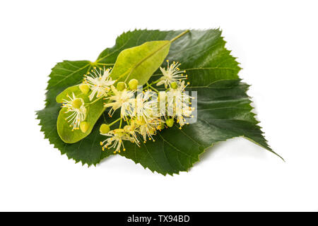 Lindenblatt mit Hochblatt und Blumen isoliert auf weißem Hintergrund Stockfoto