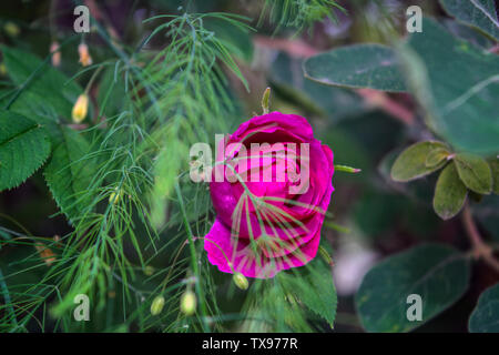 Niederlassungen der Blüte Hagebutten auf einem Hintergrund von Verschwommenes grün. Schönen natürlichen Hintergrund mit Blumen von einem dogrose. Stockfoto