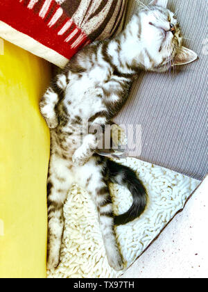 Katzen. Stockfoto