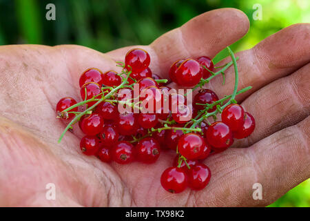 Cluster der roten Johannisbeere Beeren auf der Handfläche. Ernte Frühjahr Saison. Stockfoto