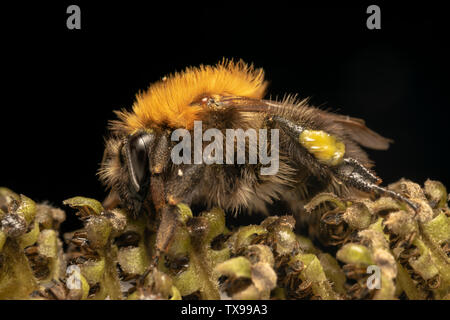 Buff-tailed Hummel oder große Erde bumblebee (lat. Bombus terrestris) Stockfoto