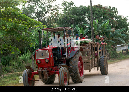 Tabak Arbeitnehmer in einem Anhänger transportiert nach einem Tag Arbeit die Blätter aufgesammelt in den Tabakfeldern San Juan y Martinez, Provinz Pinar del Rio, Kuba Stockfoto