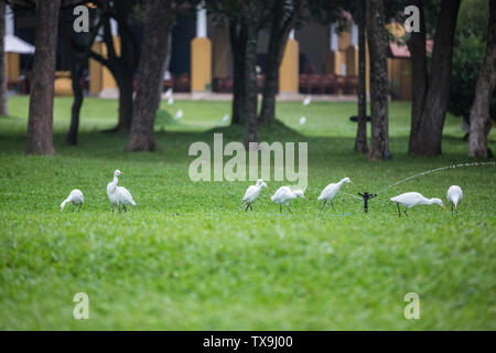 Schöne Aussicht auf den frühen Morgen in Danbler, zentrale Sri Lanka Stockfoto