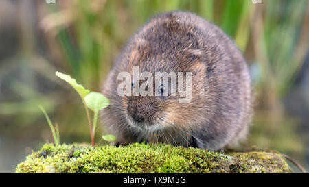 Wasser vole, Arvicola amphibius, saß auf bemoosten Felsen, Devon, Juni Stockfoto