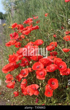 Roter Mohn gegen den blauen Himmel in der Nähe aufgegriffen, auf Sommer morgen in Großbritannien Stockfoto