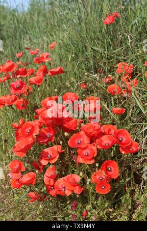 Roter Mohn gegen den blauen Himmel in der Nähe aufgegriffen, auf Sommer morgen in Großbritannien Stockfoto