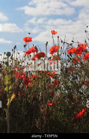 Rote Mohn, die am Sommermorgen In Großbritannien gegen den blauen Himmel getroffen wurden Stockfoto