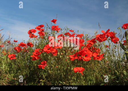 Rote Mohn, die am Sommermorgen In Großbritannien gegen den blauen Himmel getroffen wurden Stockfoto