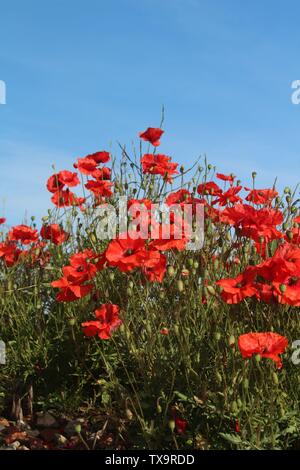 Roter Mohn gegen den blauen Himmel in der Nähe aufgegriffen, auf Sommer morgen in Großbritannien Stockfoto