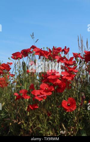 Roter Mohn gegen den blauen Himmel in der Nähe aufgegriffen, auf Sommer morgen in Großbritannien Stockfoto