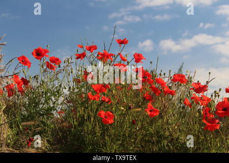 Rote Mohn, die am Sommermorgen In Großbritannien gegen den blauen Himmel getroffen wurden Stockfoto