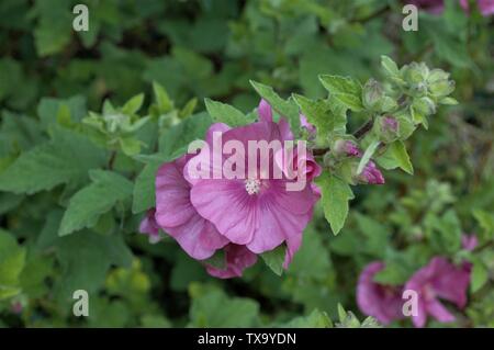 Bold Englisch Blumen und grünen Hintergrund Stockfoto