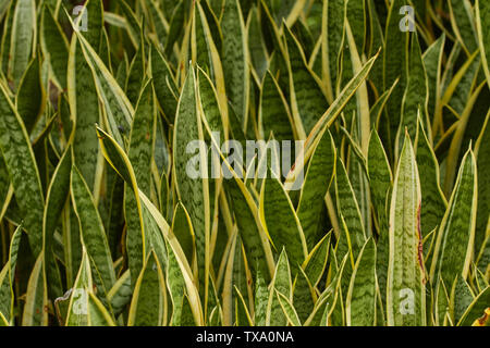 Schwiegermutter Zunge, Sansevieria Trifasciat, Natur Portrait in der Botanischen Garten von Madeira, Portugal, Europäische Union Stockfoto