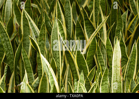 Schwiegermutter Zunge, Sansevieria Trifasciat, Natur Portrait in der Botanischen Garten von Madeira, Portugal, Europäische Union Stockfoto